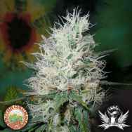 British Columbia Seeds AUTO Afghani Dream